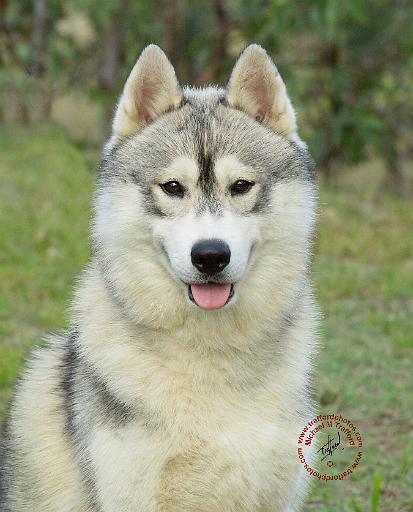 Siberian Husky 9L69D-14.JPG